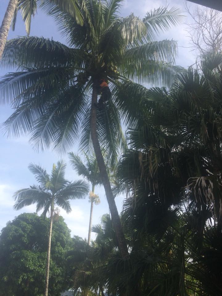 Tree and Stump Removal Cairns and northern beaches